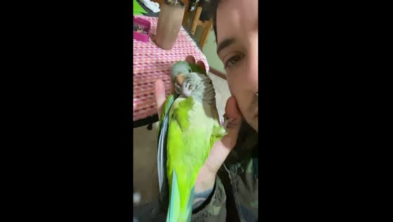 Parrot shenanigans: behind the calm camera act
