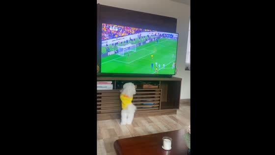 Dog joins football celebration in Bogotá Video