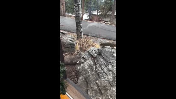Bobcat hides behind rock and leaps to catch squirrel in Evergreen, Colorado, USA