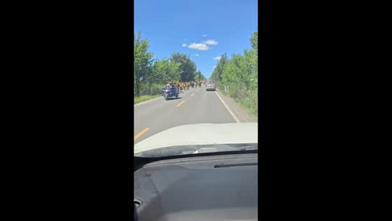Band of horses escorted along road in Inner Mongolia, China