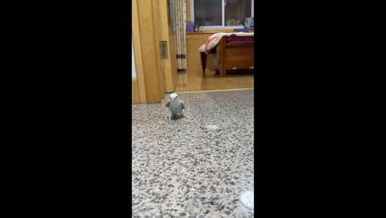 Excited parrot chases owner while running in Henan, China