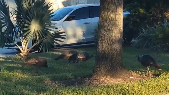 Wild turkeys spotted in Ormond Beach, Florida, USA