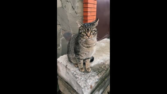 Cat angrily responds to owner in Kyiv, Ukraine