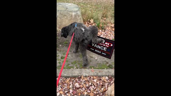 Dogs pee on Trump campaign placard in New Jersey