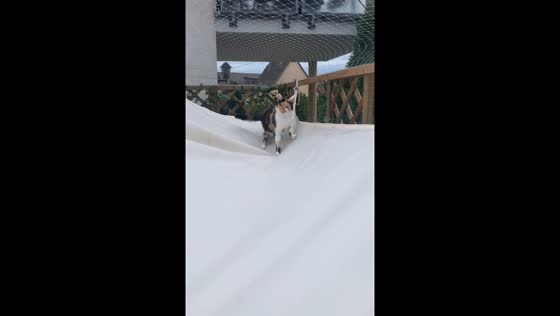 Curious cat and the jumping tomato: a playful encounter