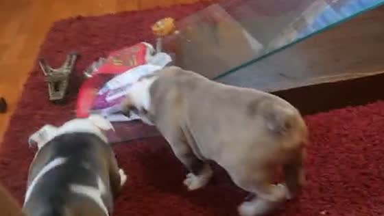 Dogs break glass coffee table while playing in Santiago, Chile
