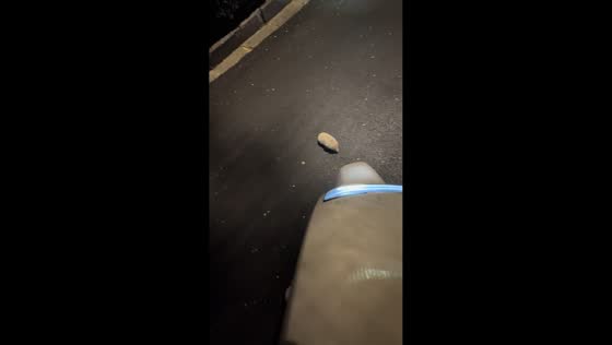 Hedgehog stalls traffic until horn prompts it to move in Shanxi, China