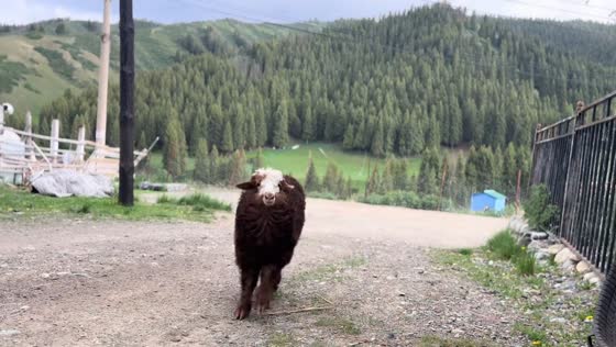 Playful lamb hops toward owner in Xinjiang, China