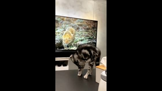 Cat reacts aggressively while watching tiger on TV in Shanghai, China