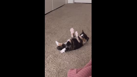 Curious kitten's playful behavior: a close look at feline communication