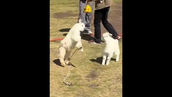 Baby goats playfully headbutt each other in Qinghai, China