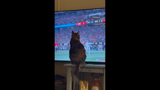 Cat “catches” football on TV during NFL game in Waco, USA