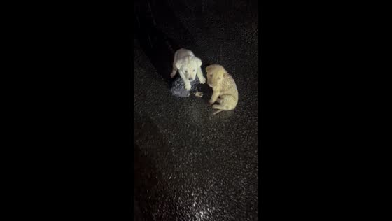 Heroic rescue: three abandoned puppies saved from nighttime rain, find loving homes in Ukraine