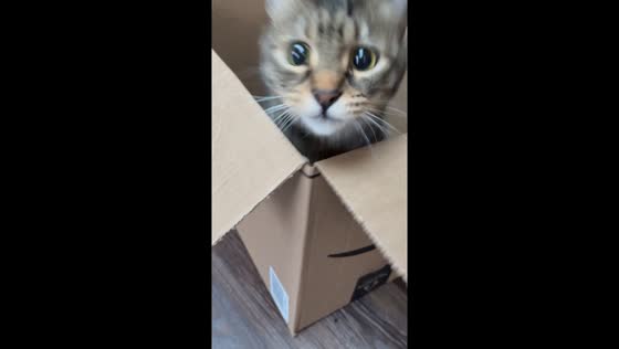 Cat plays adorable game of hide and seek inside a box in Seattle, Washington, USA