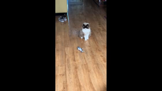 Ragdoll cat jumps onto toy fish in Henan, China