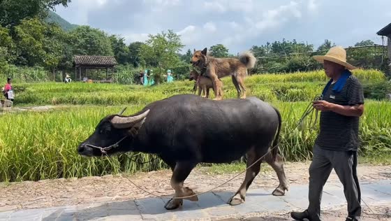 Two dogs ride on water buffalo through countryside in Guilin, China