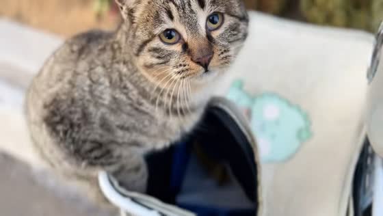 Sneaky tabby cat startled while exploring scooter basket in Shandong, China