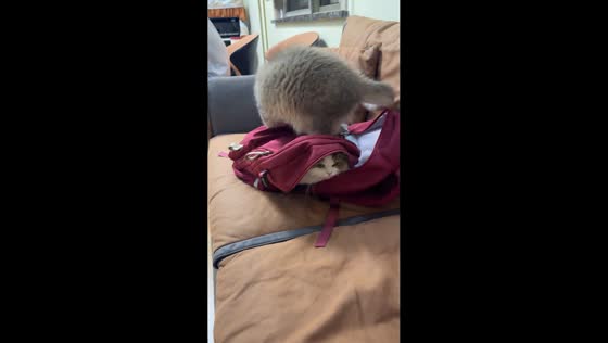Funny cat hiding moment in Shandong, China