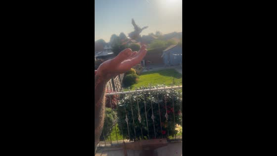 Baby sparrow gently released from kitchen in Bolton, England, UK