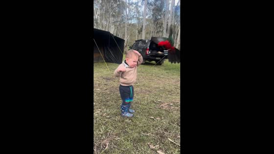 Child cries as king parrots swarm playfully in Hobart, Australia