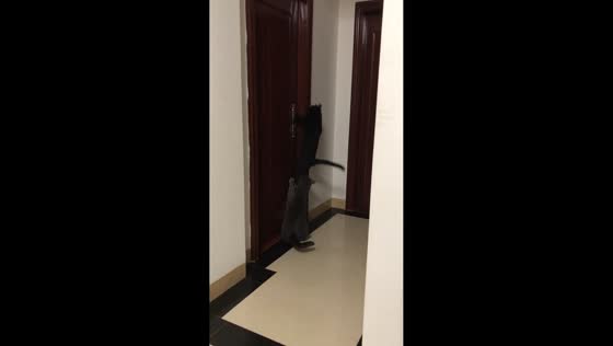 Two cats work together to open door in Guangdong, China