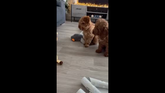 Puppy brothers adorably tilt their heads at moving Christmas toy in Cheshire, UK