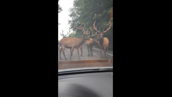 Canadian roadblock: majestic elk herd halts traffic in Montebello encounter