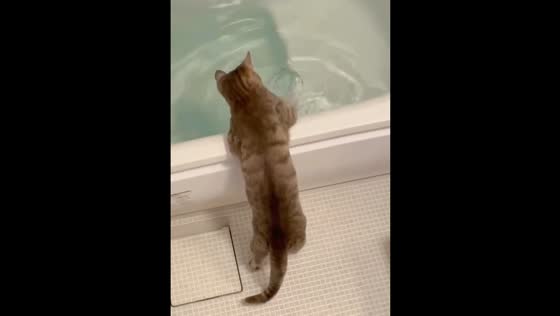 The curious cat is enjoying the water in the bathtub