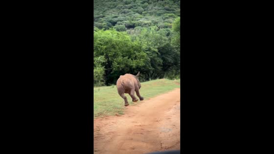 Baby rhino joyfully leaps outdoors in Barberton, South Africa