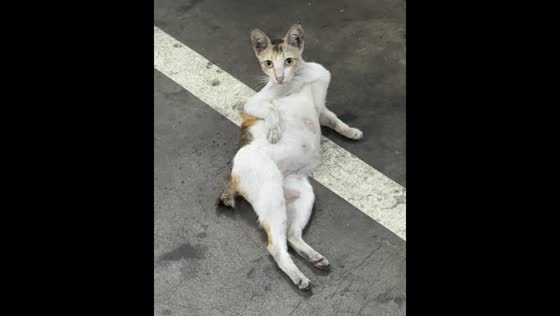 Stray cat spotted relaxing in office parking lot