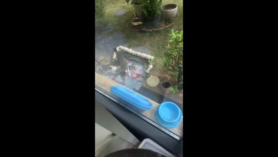 Stray cats humanely captured for sterilization in Fujian, China