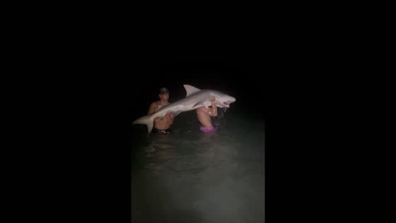 Two people lift and release shark in St. Petersburg, Florida