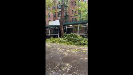 Downed trees and damage cars after powerful nor’easter in Queens, New York, USA