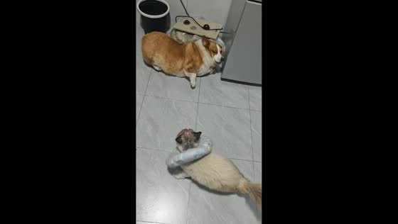 Corgi caught stealing cat food gets attacked in Fujian, China