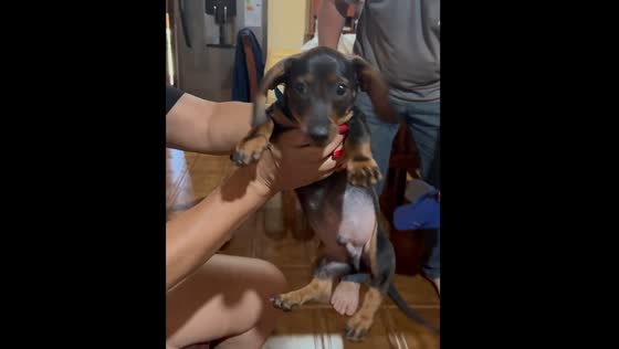 Dog playfully spins in person's hands in Wanda, Argentina