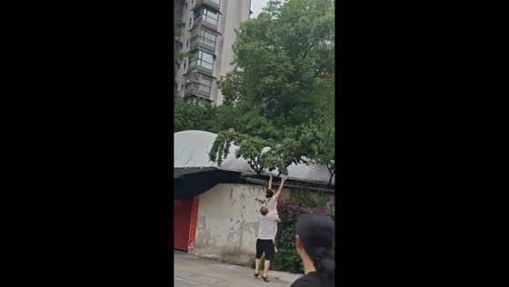 Man and woman fall into bougainvillea bushes while trying to reach tree branch in Sichuan, China