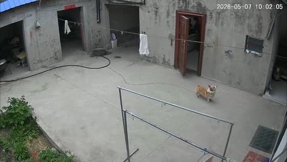 Falling dog startles corgi outside house in Anhui, China