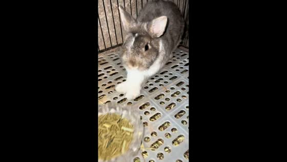 Rebellious rabbit pushes snack bowl back in Guangxi, China