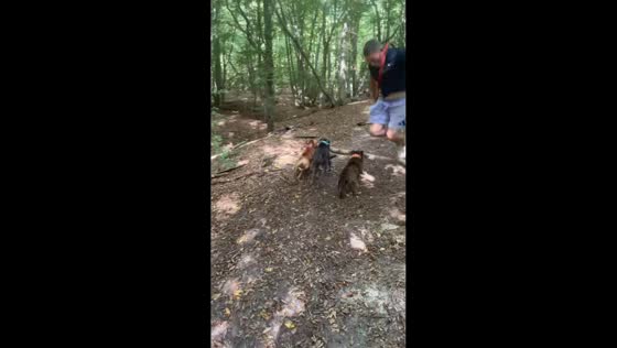 Three dogs carry log and nearly collide with man in London, England
