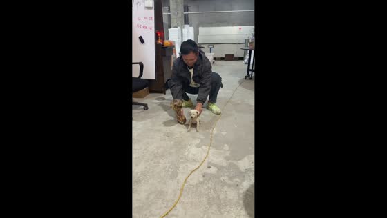 Puppy compared to oversized bone in Jiangsu, China