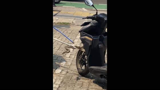 Snake found in motorcycle removed by firefighters in Jakarta