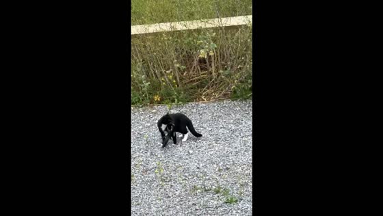 Birds swarm cat and force it to drop its prey in Exeter, UK