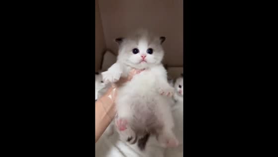 Adorable Minuet cats play and run around in Jiangxi, China