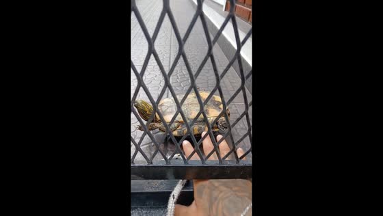 Man helps overturned tortoise using sticks in Buenos Aires, Argentina