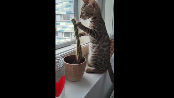Cat's cactus encounter: Nefertiti's prickly playtime in Helsinki