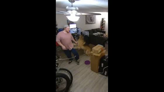 German Shepherd gets upset with owner in Vancouver, Washington, USA