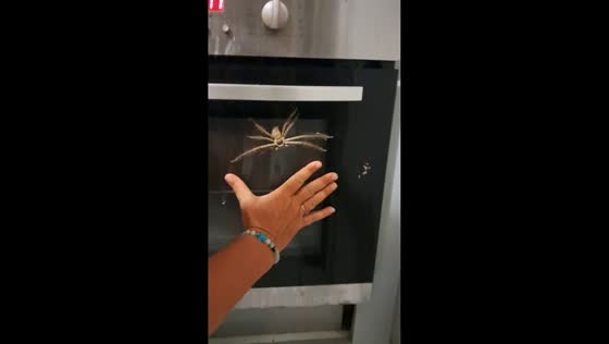 Giant huntsman spider spotted in kitchen in Braemore, Queensland, Australia