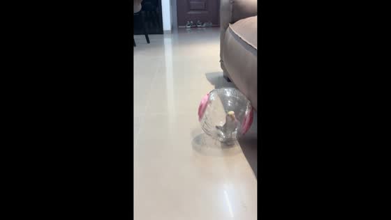 Lovebird rolls in hamster ball in Zhejiang, China