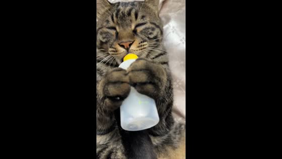Sleepy cat dozes off while drinking milk in Jiangsu, China