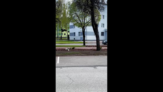 Crow teases cat in playful encounter in Tallinn, Estonia